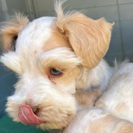 Viola - Wheaten female Miniature Schnauzer puppy in Hemet, California from Journee Home Mini Schnauzers