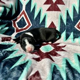 Girl 1 - Black and white female Border Collie puppy in Milton, Pennsylvania from C&C Border Collies