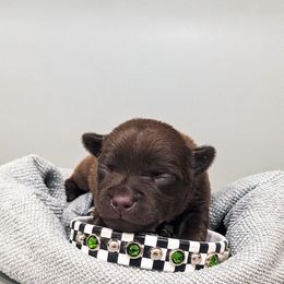 Patterdale Terrier Puppies from Moormont Kennels