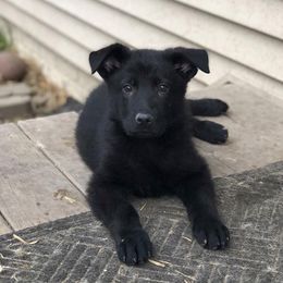 German Shepherd Puppies from Sonnenhügel Shepherds