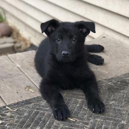 German Shepherd Puppies from Sonnenhügel Shepherds