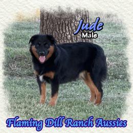 Jude - Black tri male Miniature Australian Shepherd puppy in Forestburg, Texas from Flaming Dill Ranch Aussies