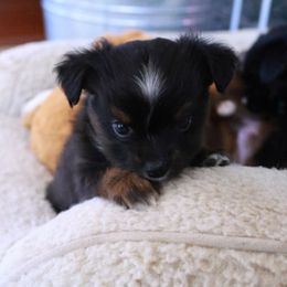 Aspen - Black tri male Toy Australian Shepherd puppy in Albia, Iowa from J Bar M Toy and Mini Aussies