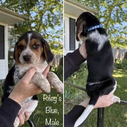 Rileys Blue - Black tan and bluetick male Beagle puppy in Brownsville, Oregon from Beagles on the Run