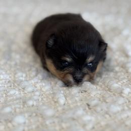 Bourbon - Black parti male Pomeranian puppy in Canandaigua, New York from Fingerlakes Pomeranians