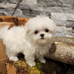 Cavapoo, Maltese, Maltipoo, and Poodle Puppies from Mt.BakerPoodles&Doodles