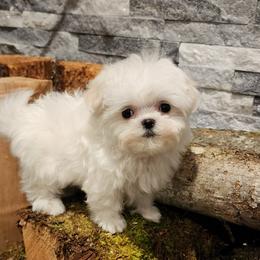Cavapoo, Maltese, Maltipoo, and Poodle Puppies from Mt.BakerPoodles&Doodles