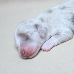 Izzy - Dapple female Dachshund puppy in Pana, Illinois from Doxie Waggin Tails