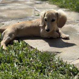 Dachshund and French Bulldog Puppies from Country Bumpkins