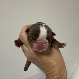 Girl 1 - Chocolate tri-color female Bulldog puppy in Cumming, Georgia from Happy Place Kennels