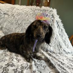 Daisy Lynn - Dachshund