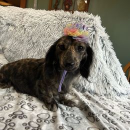 Daisy Lynn - Dachshund