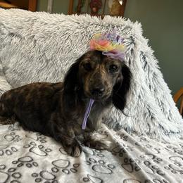 Daisy Lynn - Dachshund