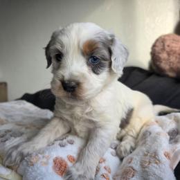 Wanda - Merle female Bernedoodle puppy in Blackfoot, Idaho from Draper Mountain Doodles