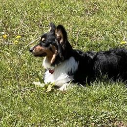 American Corgis from AB Corgis