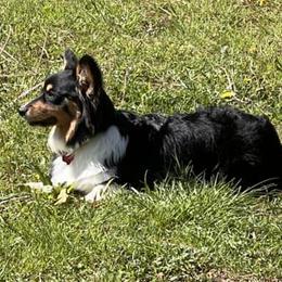 American Corgis from AB Corgis