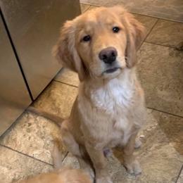 Golden Retrievers from CJ’s Golden Home