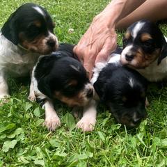 French Spaniel Puppies from Swift Family Farm LLC