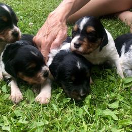 French Spaniel Puppies from Swift Family Farm LLC