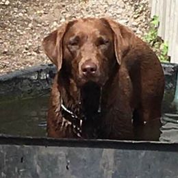 Labrador Retrievers from Lisa’s Country Kennels
