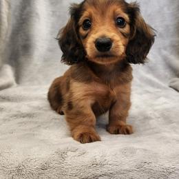 Blaise - Red male Dachshund puppy in Trenton, Florida from Kings Dachshunds