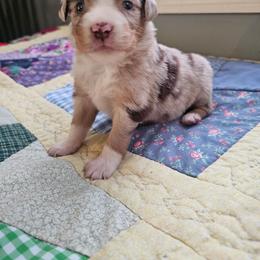 Gunner - Red merle male Miniature Australian Shepherd puppy in Dunnellon, Florida from Ever After Mini Aussies