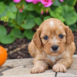 Cindy - Red female Cavapoo puppy in Gap, Pennsylvania from Country View Puppies ( License 18816)