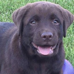 Border Terriers and Labrador Retrievers from Bailiwick Labrador’s
