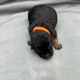 Boy 3 - Black and tan male German Shepherd puppy in Sharon Grove, Kentucky from Julie’s Shepherds