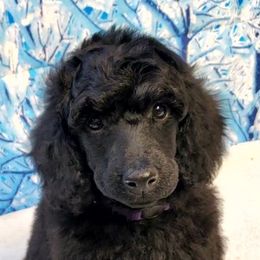 Katydid - Black Poodle puppy in Madera, California from Tri Star Standard Poodles