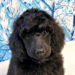 Katydid - Black Poodle puppy in Madera, California from Tri Star Standard Poodles