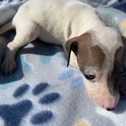 Italian Greyhound Puppies from WAHLTOWAHLIGGYS