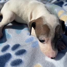 Italian Greyhound Puppies from WAHLTOWAHLIGGYS