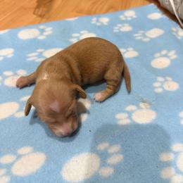 Daisy - Wheaten female Dachshund puppy in Wappapello, Missouri from Kandb Dachshunds