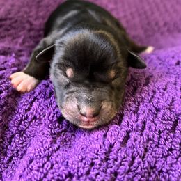 Girl 1 - Miniature Australian Shepherd puppy in Buchanan, Georgia from Stanleyville Farm Mini Aussies