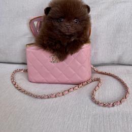 Gatsby - Chocolate male Pomeranian puppy in Canandaigua, New York from Fingerlakes Pomeranians
