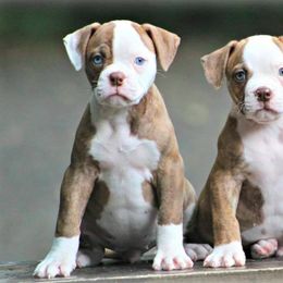 American Bulldog and French Bulldog Puppies from Blackwell's American & French Bulldogs