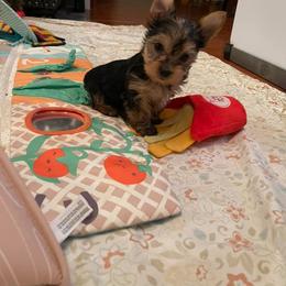 Morkie and Yorkshire Terrier Puppies from Supreme pups