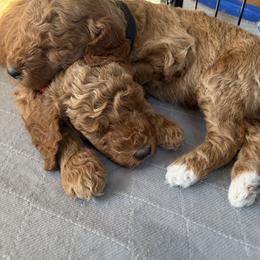 Goldendoodle Puppies from Fenna’s Goldendoodles