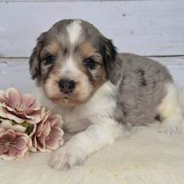 Teddy - Merle male Springerdoodle puppy in Fargo, North Dakota from Dakota SpringerDoodles