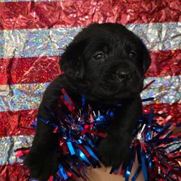Girl 5 - Black female Labrador Retriever puppy in Holyoke, Massachusetts from Urban Oak Labradors LLC