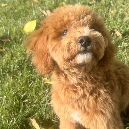 Dachshunds and Poodles from Dailey Doodles and Dachshunds