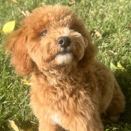 Dachshunds and Poodles from Dailey Doodles and Dachshunds