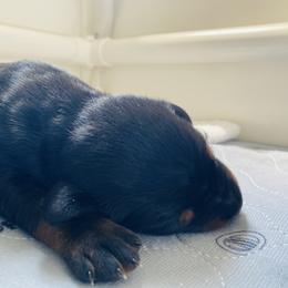 Doberman Pinscher Puppies from TeatreeDoberman