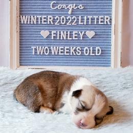 American Corgi and Pembroke Welsh Corgi Puppies from Whimsical Treasure Corgis