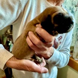 Girl 6 - Red female Bloodhound puppy in Paoli, Indiana from Houndsarunning Bloodhounds