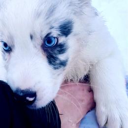 Yin - Dilute blue male Australian Shepherd puppy in Marshfield, Vermont from Discovery Hill Australian Shepherds