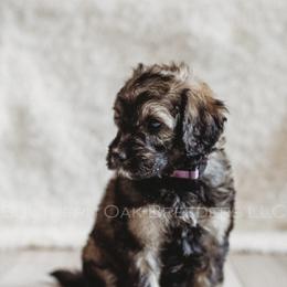 Bernedoodle Puppies from Southern Oak Breeders LLC