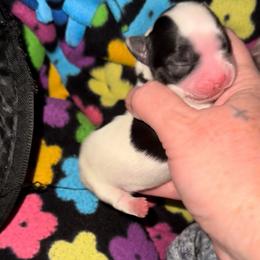 Male Parti Yorkie - Parti male Yorkshire Terrier puppy in Des Moines, Iowa from Diamond Yorkshire Terriers