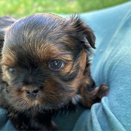 Dandelion - Sable and white male Shih Tzu puppy in Mahtomedi, Minnesota from Winona’s Legacy